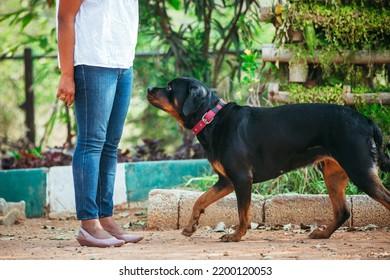 Rottweiler Walking Towards Female Owner. Dog With A Person.