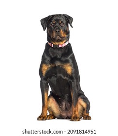 Rottweiler Wearing A Pink Dog Collar, Sitting, Isolated On White