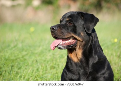 Rotweiller Female Dog