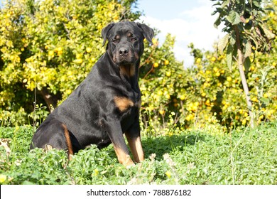 Rotweiller Female Dog