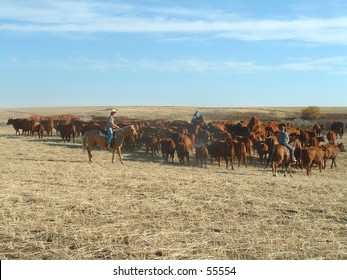 Rouding up cattle