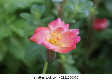 Rouge Color Of Portulaca Grandiflora Flower Are Growing On The Morning In The Garden For Selective Focus.Ornamental Plants That Are Grown In Outdoor Areas Can Receive Sunlight.