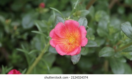 Rouge Color Of Portulaca Grandiflora Flower Are Growing On The Morning In The Garden For Selective Focus.Ornamental Plants That Are Grown In Outdoor Areas Can Receive Sunlight.