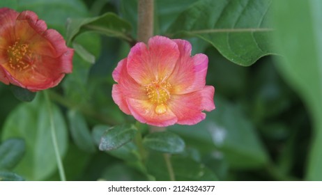 Rouge Color Of Portulaca Grandiflora Flower Are Growing On The Morning In The Garden For Selective Focus.Ornamental Plants That Are Grown In Outdoor Areas Can Receive Sunlight.