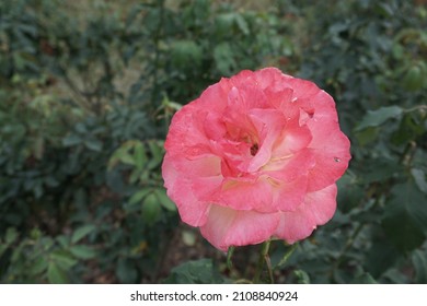 Rouge Color Of Rose Are Growing In The Garden On The Morning For Selective Focus And Blurred Background.Home Decoration And Environmental Concept.