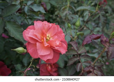 Rouge Color Of Rose Are Growing In The Garden On The Morning For Selective Focus And Blurred Background.Home Decoration And Environmental Concept.