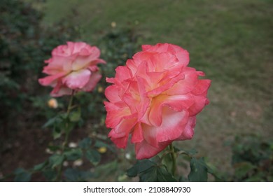 Rouge Color Of Rose Are Growing In The Garden On The Morning For Selective Focus And Blurred Background.Home Decoration And Environmental Concept.