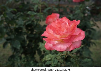 Rouge Color Of Rose Are Growing In The Garden On The Morning For Selective Focus And Blurred Background.Home Decoration And Environmental Concept.