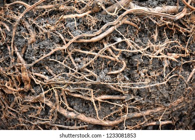 Rouge And Fibrous Root​ With​ Black Loam.