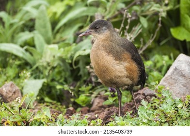 Rouget's Rail (Rougetius Rougetii), Bale Mountains National Park, Ethiopia