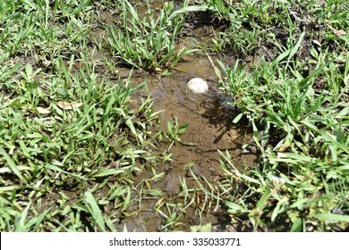 In the rough