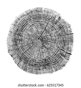 Rough aged cracked wood textured tree rings. Black and white cut tree log slice isolated on white showing age and years
