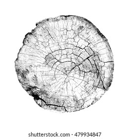 Rough Aged Wood Textured Tree Rings. Black And White Cut Tree Slice Isolated On White Showing Age And Years