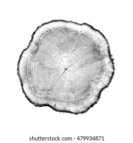 Rough aged wood textured tree rings. Black and white cut tree slice isolated on white showing age and years