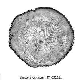 Rough aged wood textured tree rings. Black and white cut tree slice isolated on white showing age and years.
