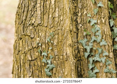Rough bark of the field maple, deep, vertical furrows and coarse grooves, wide furrows in the bark of the field maple, brown structure, wood structure, coarse wood structure, Acer campestre
