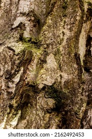 Rough Bark On Silver Birch Tree At Arley Hall, Cheshire, UK