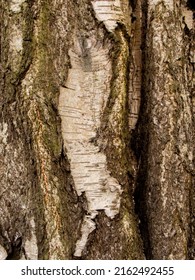 Rough Bark On Silver Birch Tree At Arley Hall, Cheshire, UK