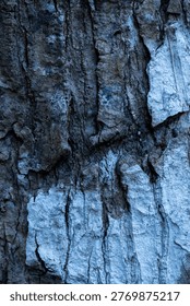 Rough bark texture contrasts in deep, cool tones. Deep grooves and fissures suggest age and resilience