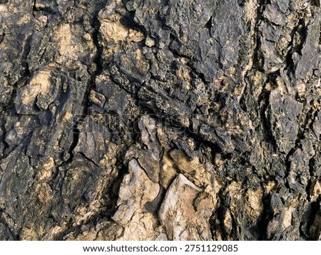 Rough bark texture dominates the frame