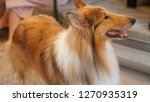 A rough border collie standing elegantly