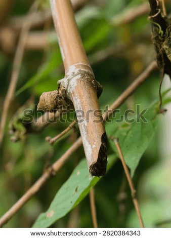 The rough, broken end of a light brown bamboo stalk is shown in detail. The surface has a weathered texture with lighter colored patches.