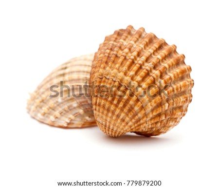 rough cockle, Acanthocardia tuberculata, empty shell isolated on white background