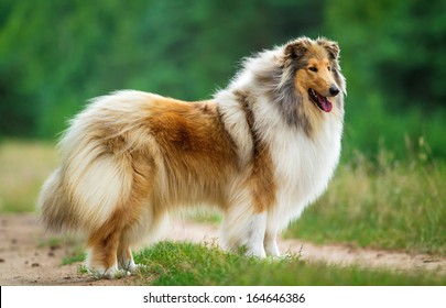 Rough Collie