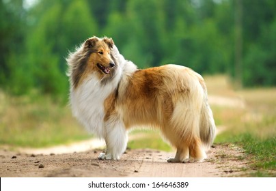 what kind of dog is lassie