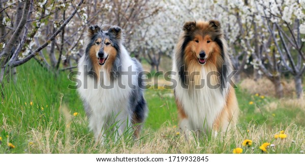 Rough Collie is a breed with a luxurious coat; famous
for the book and movie 