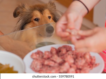 Rough Collie Dog Demanding Food From Table