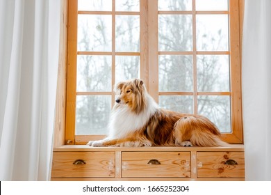 The Rough Collie Dog At Home. Dog Inside