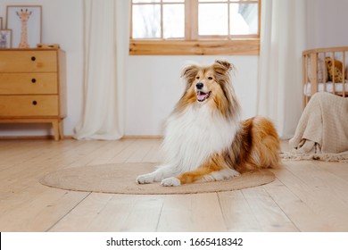 The Rough Collie Dog At Home. Dog Inside