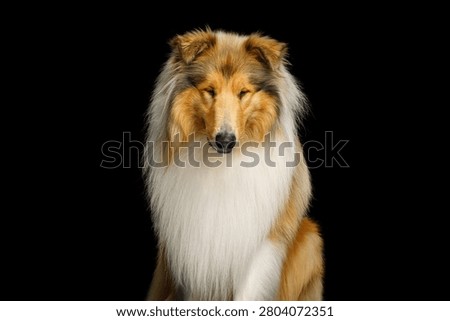 Rough Collie dog looking in camera, studio portrait on black background