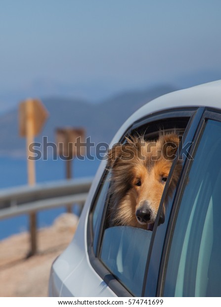 Rough\
collie dog looking from car window on the\
seaside
