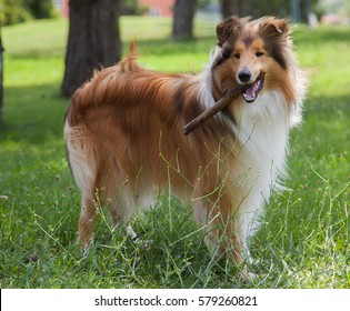 Rough collie dog playing with stick outside
