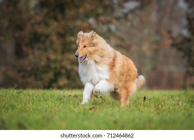 Rough Collie Dog Running In Autumn