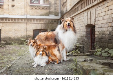 Rough Collie Dog And Shetland Sheepdog Dog Together