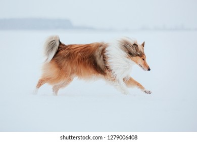 Dog Jumping Images Stock Photos Vectors Shutterstock