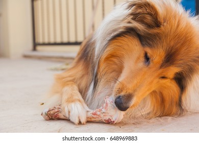 Rough Collie Eating A Bone