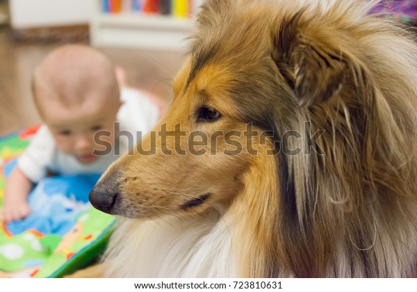 are collies good with babies