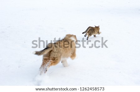 Rough collie puppy chasing a tabby cat through the snow