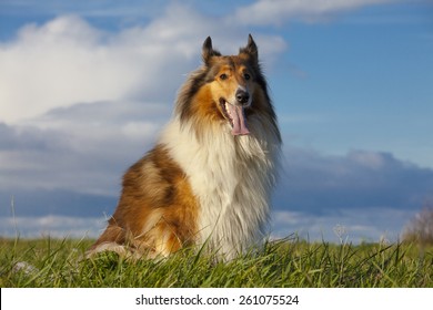 lassie dog