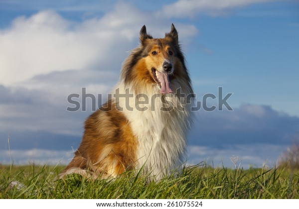 Rough Collie Scottish Collie Over Nature Stock Photo 261075524 ...