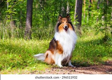 Rough Collie or Scottish Collie in summer forest - Powered by Shutterstock