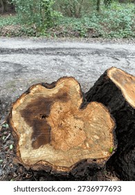 Rough Cut Timber Log End Texture With Bark And Concentric Tree Rings On The Forest Floor With Grass Bank And Pathway In Background