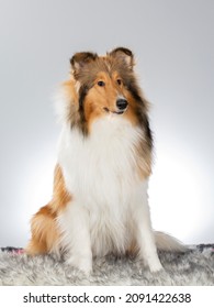 Rough Or Farm Collie Puppy Dog Portrait. Image Taken In A Studio With White Background. Dog Breed Also Known As The Lassie.