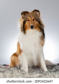 Rough Or Farm Collie Puppy Dog Portrait. Image Taken In A Studio With White Background. Dog Breed Also Known As The Lassie.