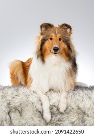 Rough Or Farm Collie Puppy Dog Portrait. Image Taken In A Studio With White Background. Dog Breed Also Known As The Lassie.