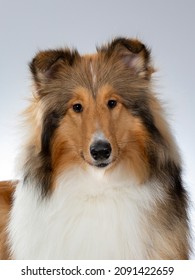 Rough Or Farm Collie Puppy Dog Portrait. Image Taken In A Studio With White Background. Dog Breed Also Known As The Lassie.